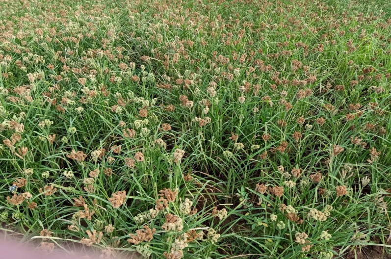 किसानों को करोड़पति बना रहा ‘कोदो’, 3000 रुपए प्रति क्विंटल है कीमत, बहुत जल्द कमा सकते हैं मोटी रकम