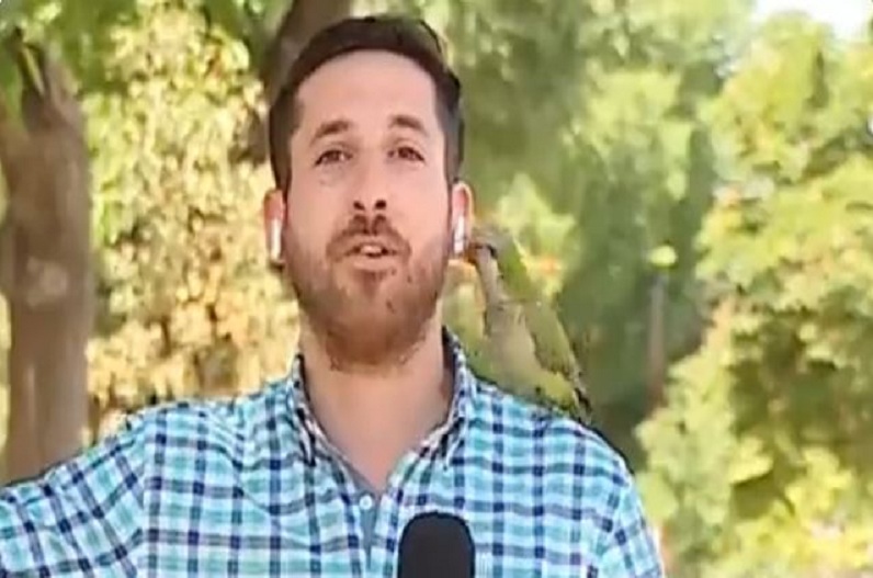 Parrot blew earphones from reporter's ears during live reporting