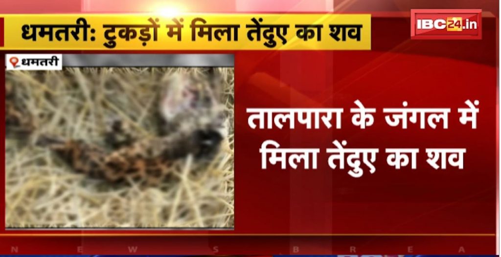 Leopard carcass found in pieces in Dhamtari