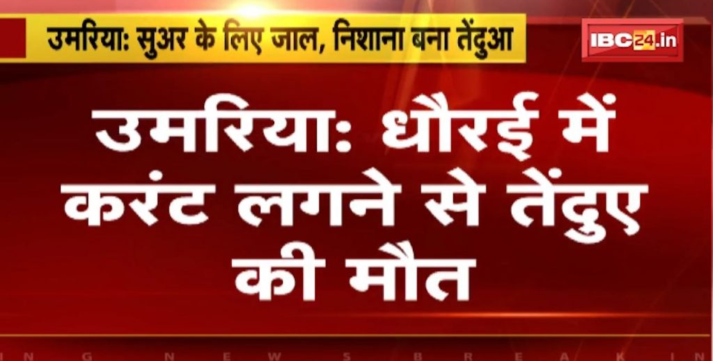 Leopard died due to electrocution