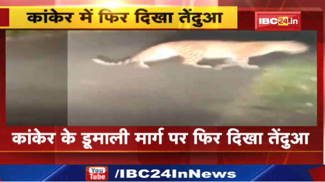 Leopard in Kanker City: कार की लाइट देख कर आक्रामक हुआ तेंदुआ| कांकेर के डूमाली मार्ग पर दिखा तेंदुआ