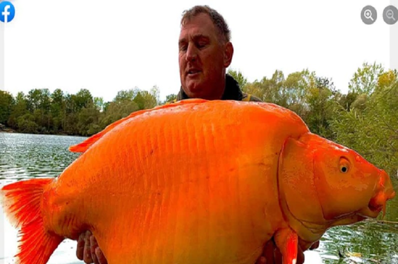Fisherman caught 31 kg goldfish