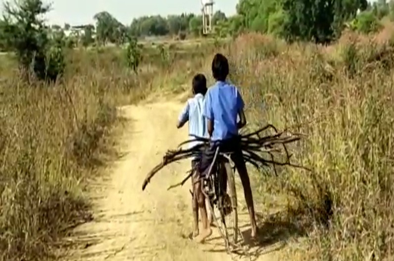 Mid day Meal Viral Video स्कूल में मिड डे मील भोजन के लिए बच्चों से कराई जलाऊ लकड़ी की ढुलाई, वीडियो हो रहा वायरल