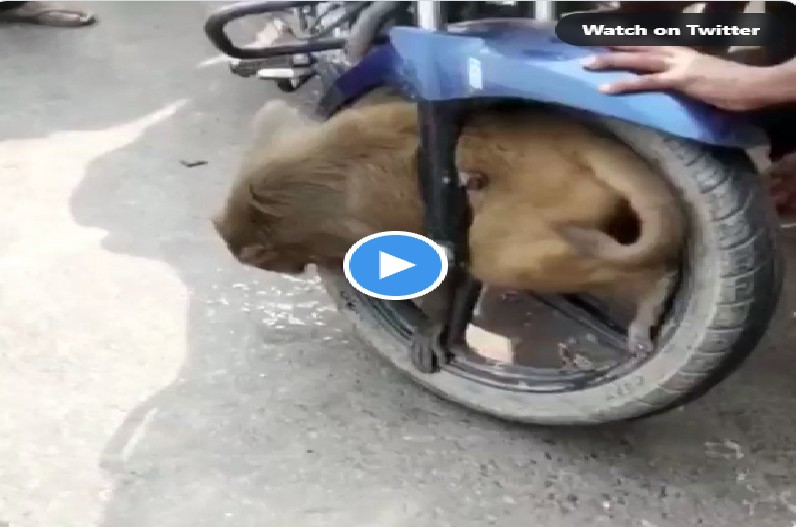 Monkey Viral Video तेज रफ्तार बाइक से टकराने के बाद पहिए में फंसा बंदर, शख्स ने वानर की जान बचाने किया ये काम