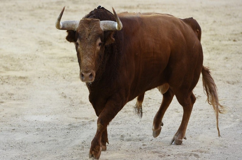 One person died in a bull attack in the field