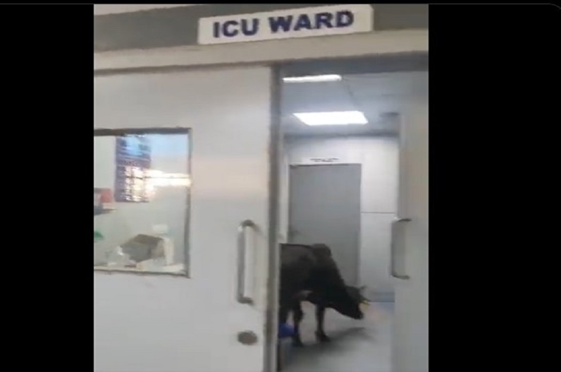 Viral video of cow in ICU ward