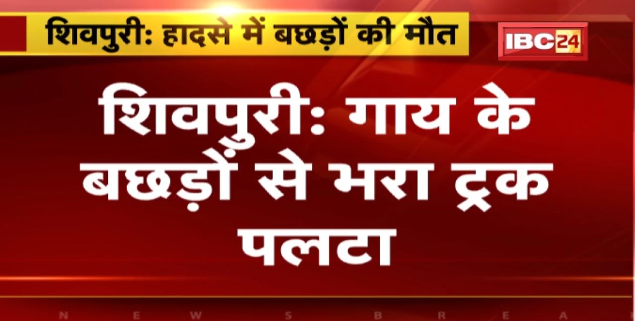 Shivpuri Accident News : गुना जा रहा ट्रक पलटा, बछड़ों की मौत