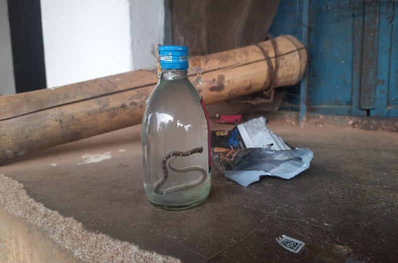 Snake in Wine Bottle