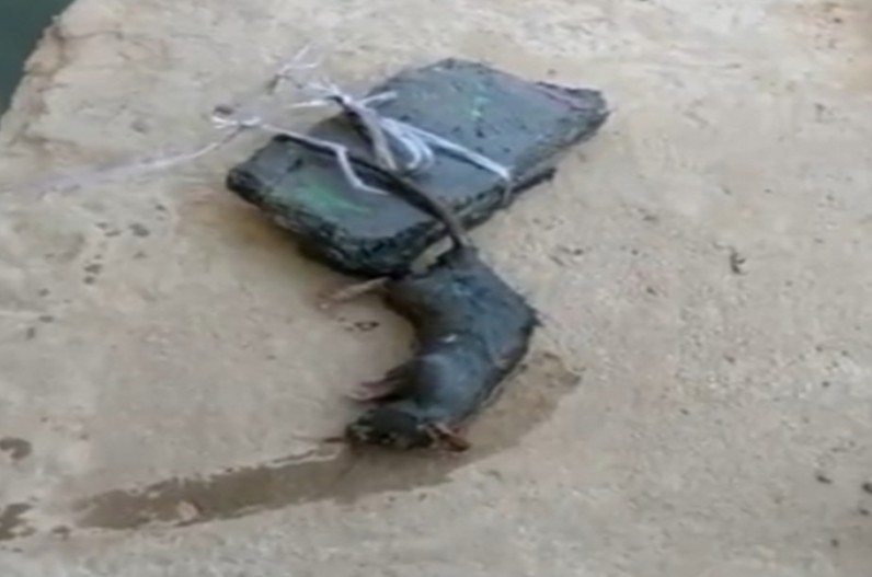 ‘चूहे की हत्या’ का मामला, आरोपी को हो सकती है 5 साल तक की जेल! कोर्ट में चार्जशीट दाखिल