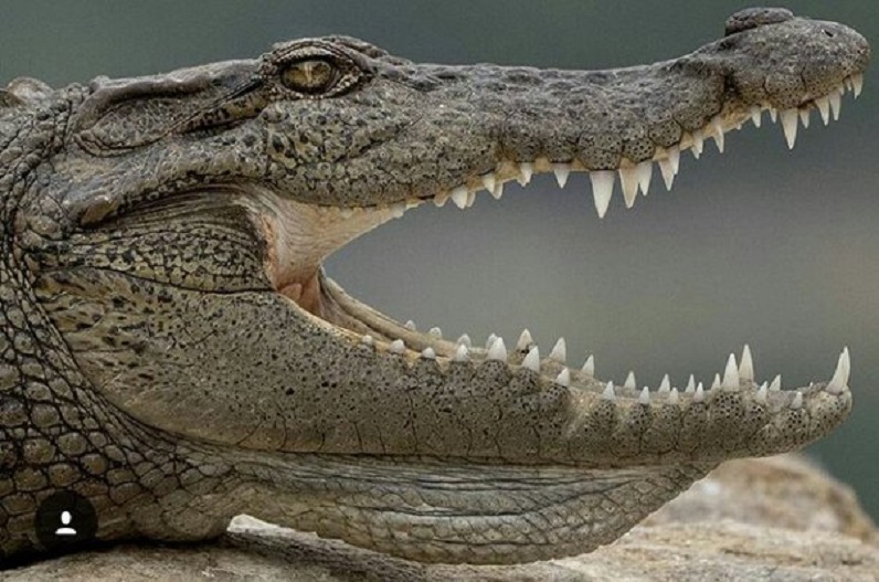 The world's most dangerous crocodile