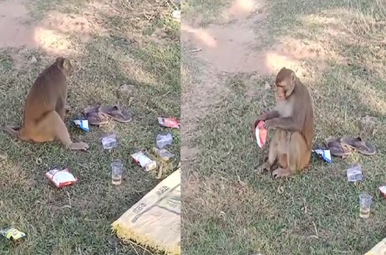 drunken monkey viral video