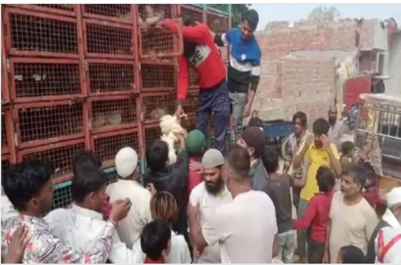 चुनाव से पहले प्रत्याशी ने लोगों में बंटवाया एक ट्रक मुर्गा, फ्री चिकन के लिए मची ऐसी लूट, वीडियो वायरल