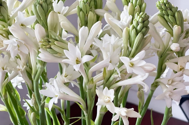 Vastu Plant: घर के इस दिशा में लगा लें ये सफेद फूल, वैवाहिक जीवन में मधुरता लाने के साथ आर्थिक समस्या भी कर देगा दूर