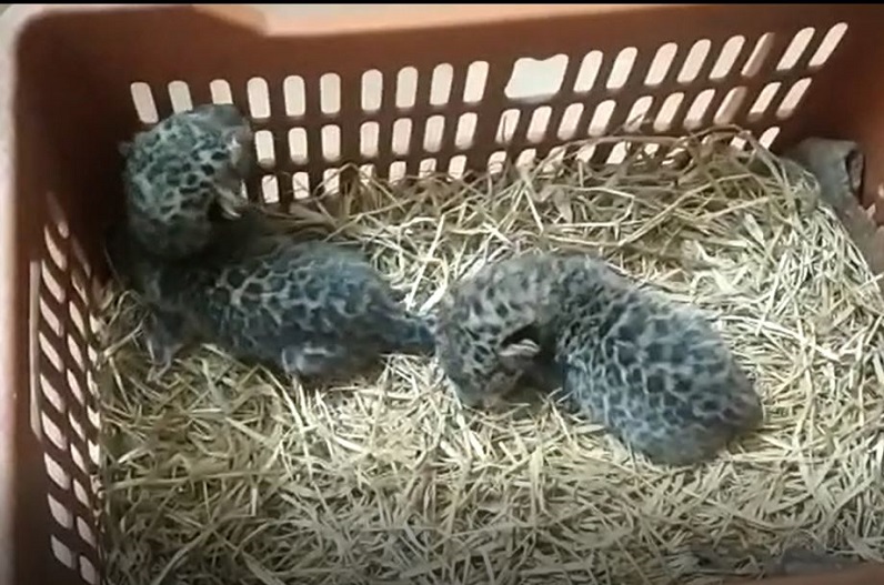Two cubs of leopard found 