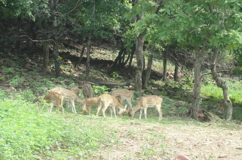 Van Vihar National Park will remain closed for tourists for 3 days