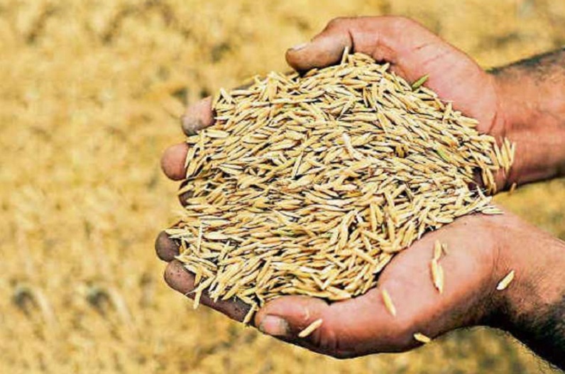 बिलासपुर में शुरु हुई धान खरीदी, जिले के 1 लाख 23 हजार 388 किसान हैं पंजीकृत…