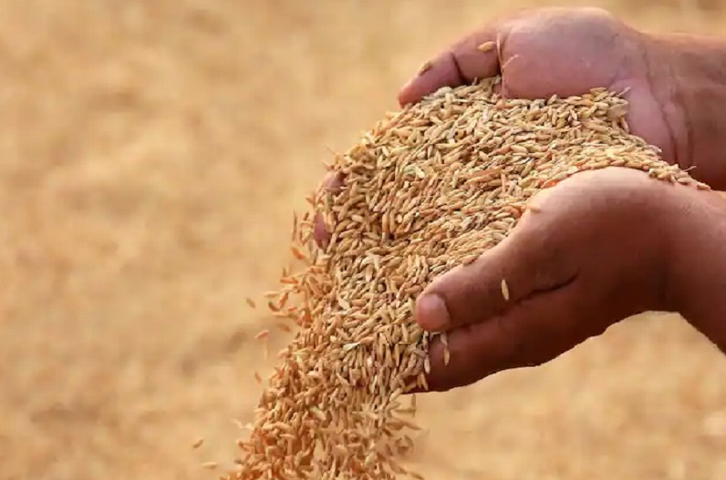 समर्थन मूल्य पर अब तक हुई 16.73 लाख मीट्रिक टन धान की खरीदी, किसानों को लगभग 3482 करोड़ रूपए का भुगतान…