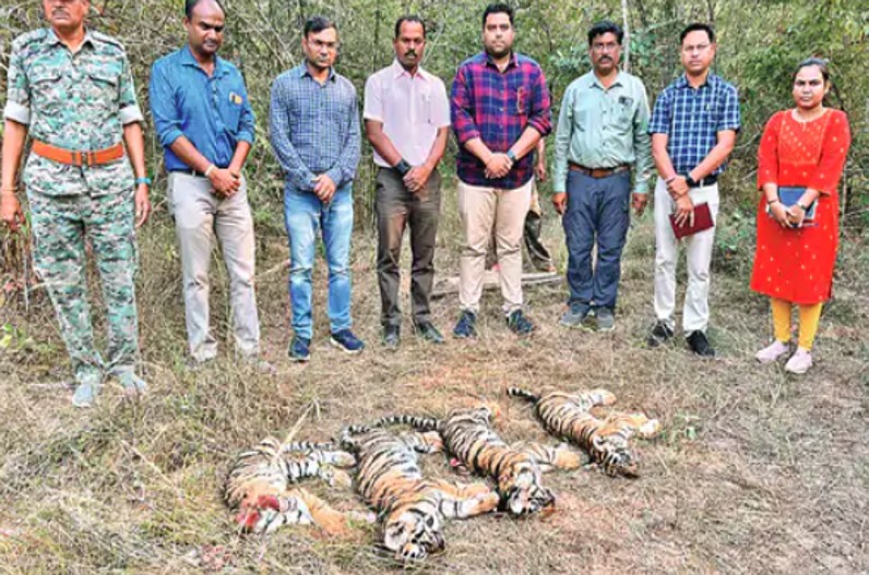 4 tiger cubs killed: Tadoba Andhari Tiger Reserve Sanctuary