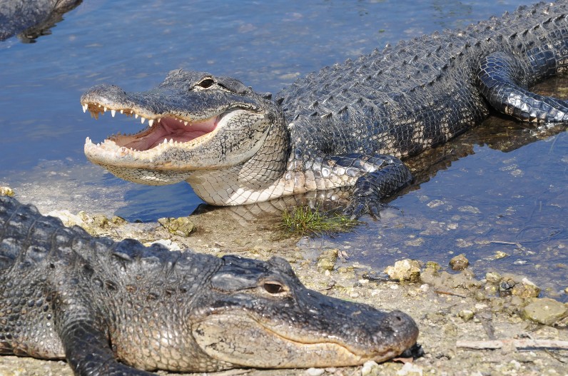 30 alligators left in Chambal river