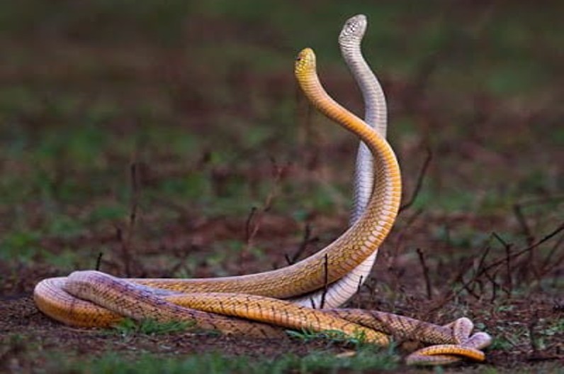 Female Sex Organ In Female Snakes 