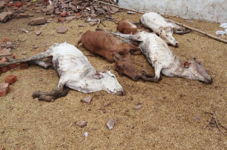 ठंड और भूख से 8 गायों की मौत, बजरंग दल ने खोला मोर्चा, नगर पालिका अध्यक्ष के चेम्बर के सामने रखा बछड़े का शव