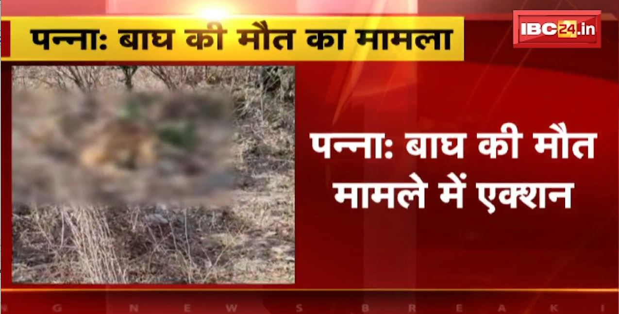 Panna Tiger Reserve में बाघ की मौत मामले में एक्शन। CM शिवराज के निर्देश पर डिप्टी रेंजर और बीट गार्ड निलंबित