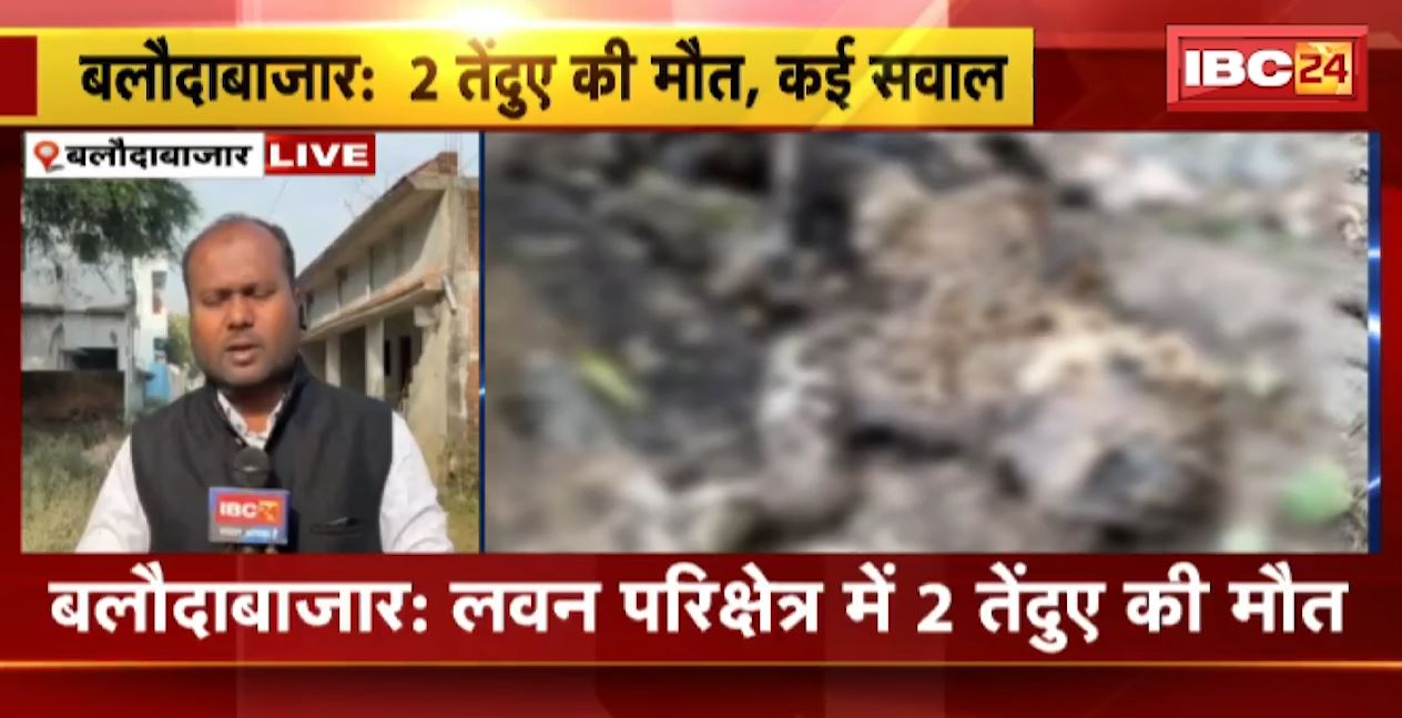 Balodabazar Leopard Death News: लवन परिक्षेत्र में 2 तेंदुए की मौत। 2 मौतों से वन विभाग पर उठ रहे सवाल। अल्दा बीट गार्ड की लापरवाही उजागर