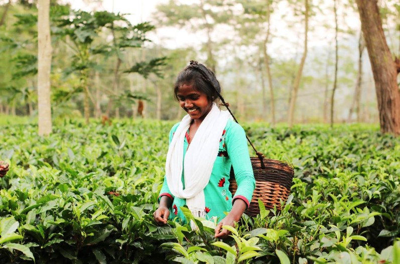 Chhattisgarh Tea Coffee