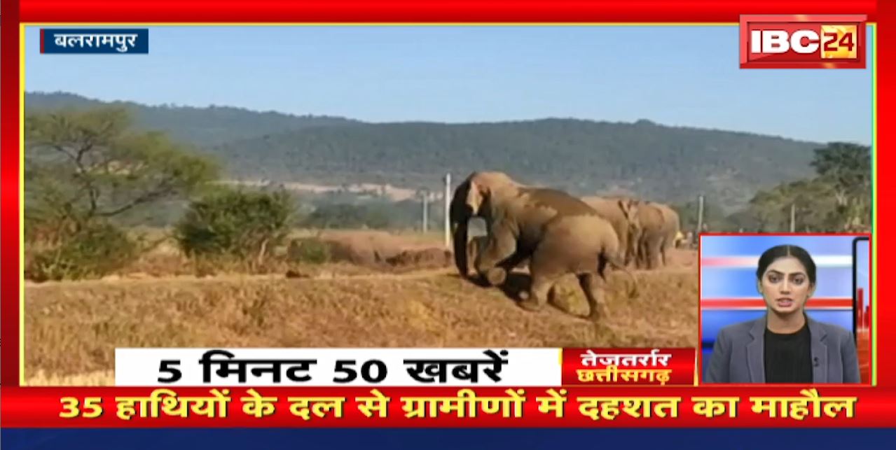 35 हाथियों के दल से ग्रामीणों में दहशत का माहौल। तेजतर्रार छत्तीसगढ़। Chhattisgarh Non Stop News