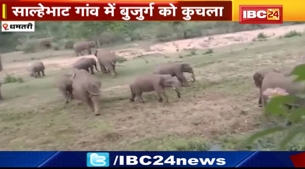 धमतरी में हाथियों ने मचाया उत्पात। साल्हेभाट गांव में हाथियों ने बुजुर्ग को कुचला