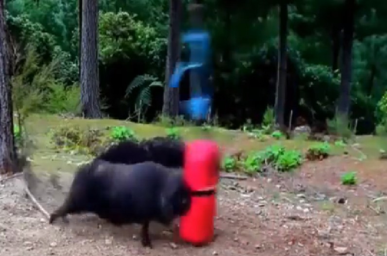 Video: ओलंपिक की तैयारी करती भेंड़ का वीडियो वायरल!, जंगल में किया गया इस तरह का इंतेजाम..देखें