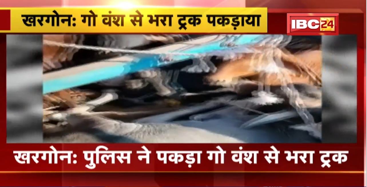 Khargone News : Police ने पकड़ा गो वंश से भरा ट्रक। ट्रक में थे 61 गोवंश, 4 मृत मिले