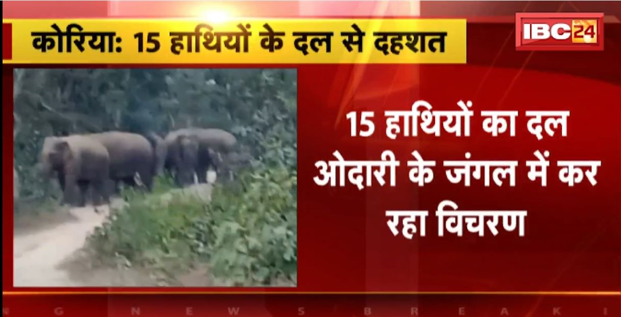 Korea Elephant Attack News: 15 हाथियों के दल ने मचाया उत्पात। ओदारी के जंगल में विचरण कर रहा हाथियों का दल