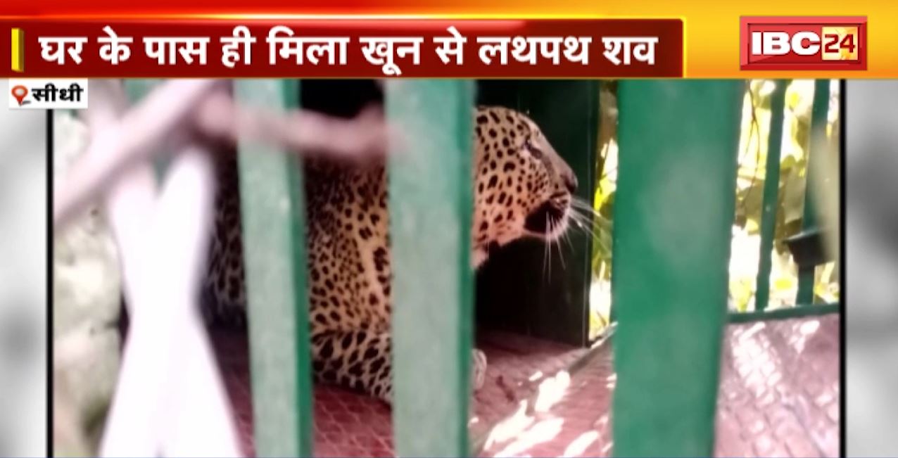 सीधी में आदमखोर तेंदुए का निवाला बना मासूम। घर से बच्चे को उठाकर ले गया तेंदुआ। घर के पास मिला बच्चे का शव