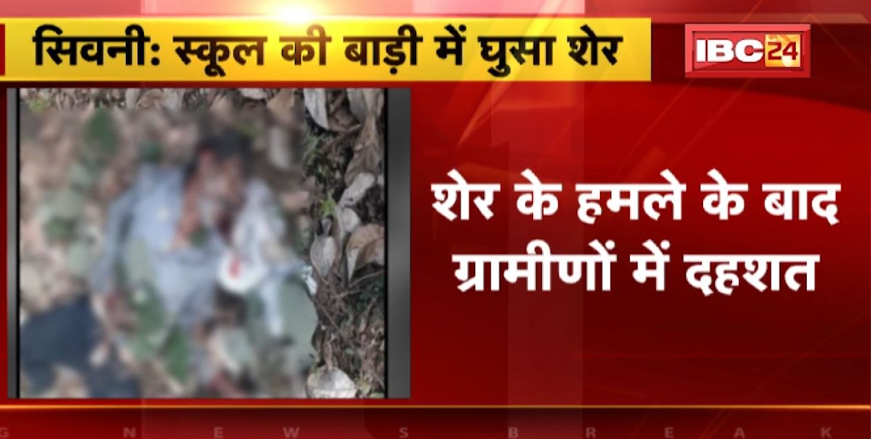 Lion Attack in Seoni : स्कूल की बाड़ी में घुसा शेर | हमले से एक की मौत, एक घायल