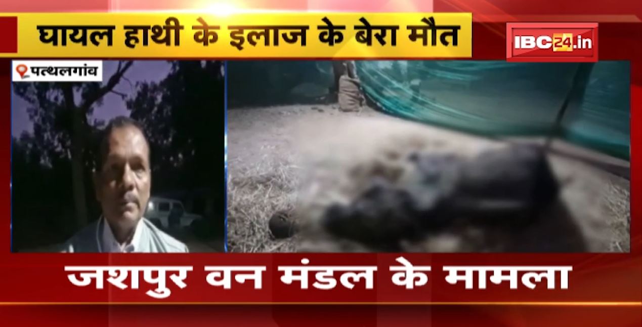 Pathalgaon Elephant Death News: घायल हाथी के इलाज के बेरा मउत। बिसेसज्ञ चिकित्सक मन के टीम करत रहिस उपचार