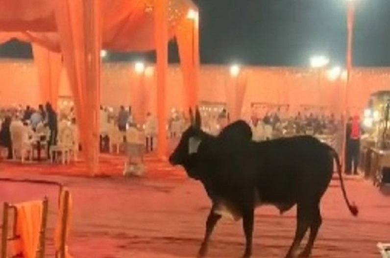 viral video of bull in wedding ceremony