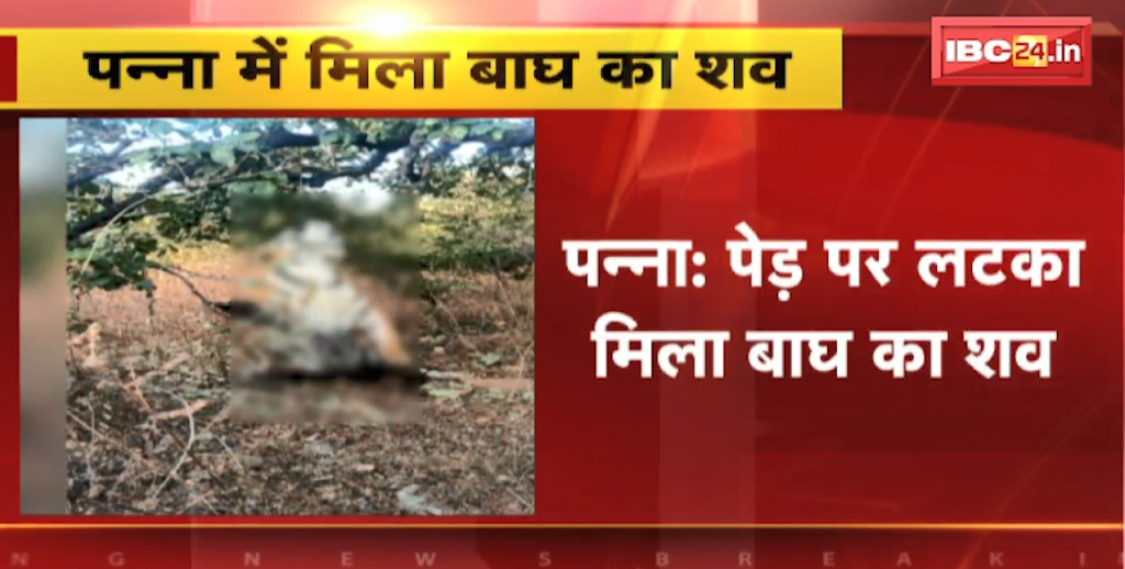 Tiger's body found hanging on a tree