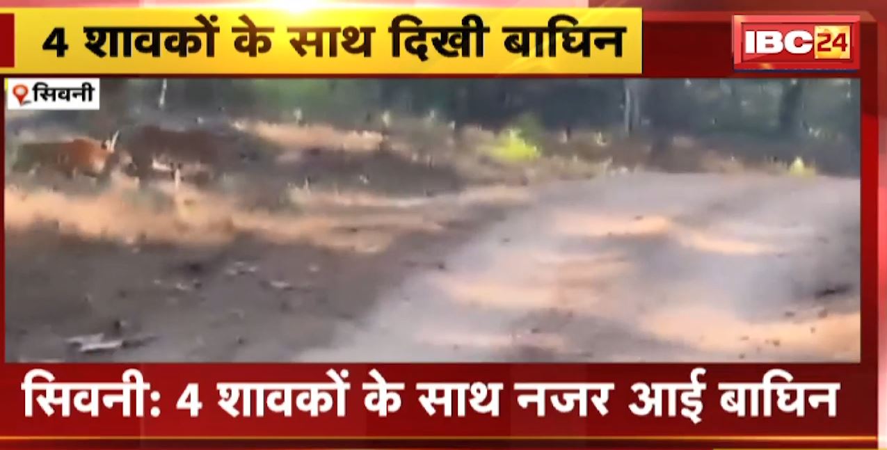 Seoni : 4 शावकों के साथ नजर आई बाघिन | Pench Tiger Reserve में बाघिन रुनीझूनी