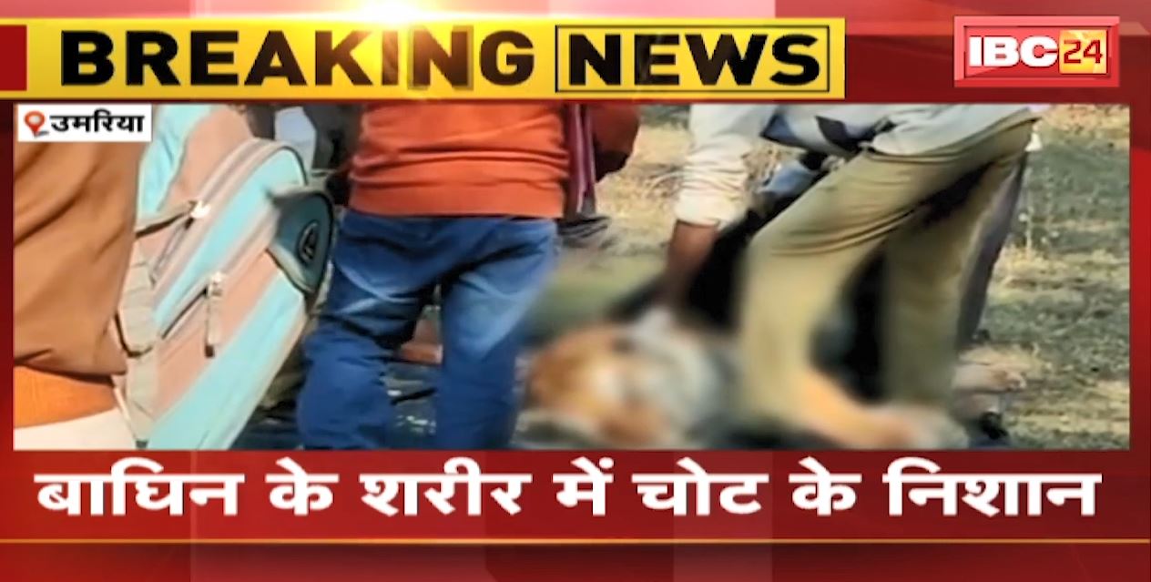 Umaria News :  बाघिन का मिला शव । बाघिन के शरीर में चोट के निशान। देखिए
