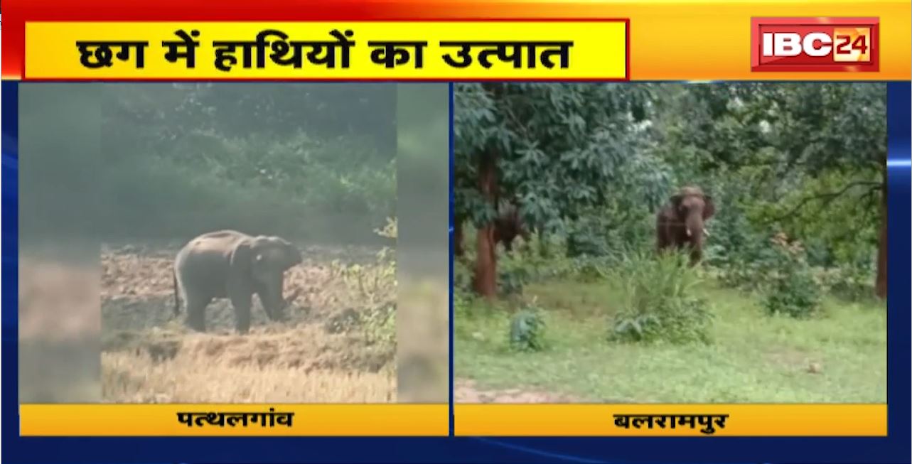 Chhattisgarh में हाथियों का उत्पात। दंतैल हाथी ने 6 घरों को तोड़ा। धान की फसल को पहुंचाया नुकसान
