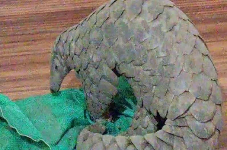 5 people arrested with pangolin