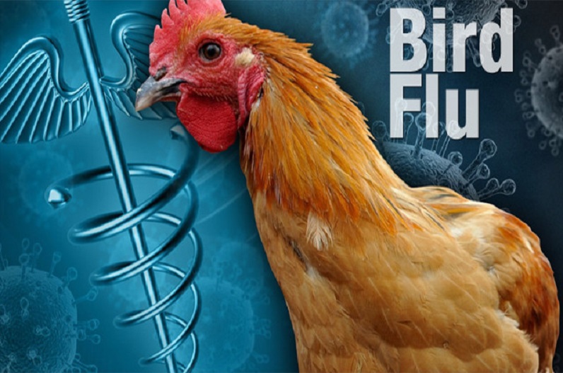 Symptoms of Bird Flu in Humans