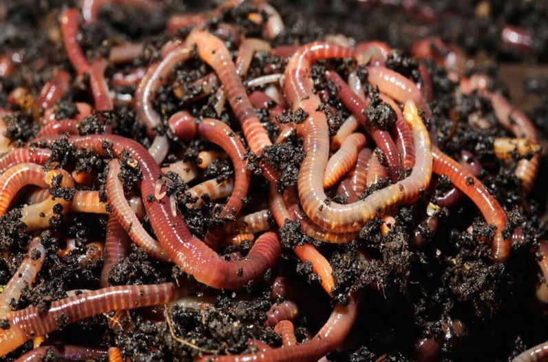 Earthworm Compost Business
