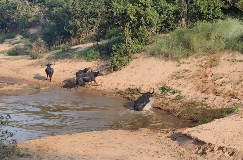 forest buffaloes seen in Indravati Tiger Reserve