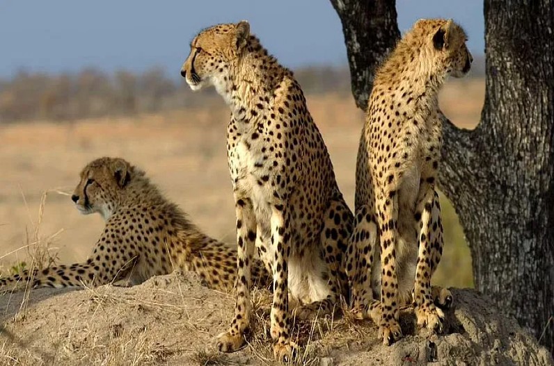 Every year 12 leopards will come from South Africa in India