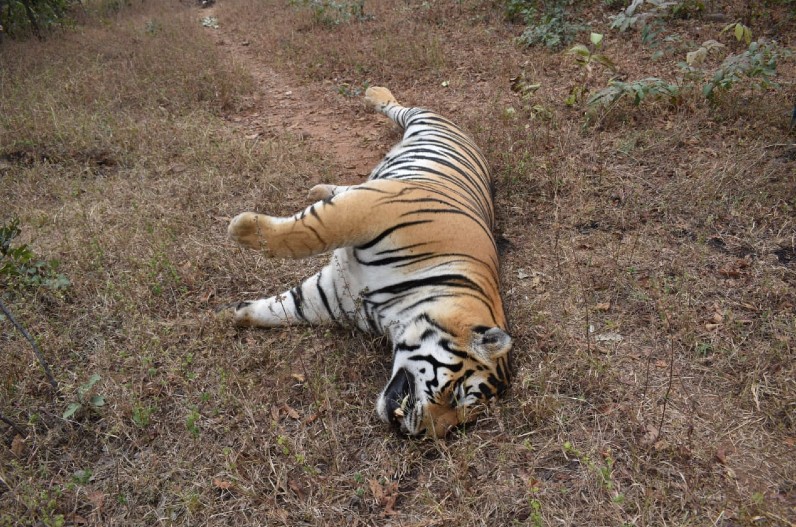 Four year old tigress dies in Tadoba Andhari Tiger Reserve
