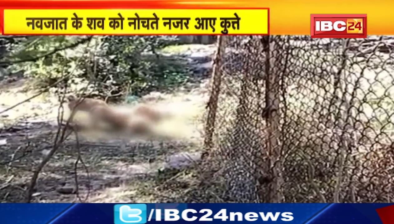नवजात बच्चे को नोचते नजर आए कुत्ते। विदिशा कलेक्ट्रेट के पास की घटना। मौके पर पहुंची पुलिस