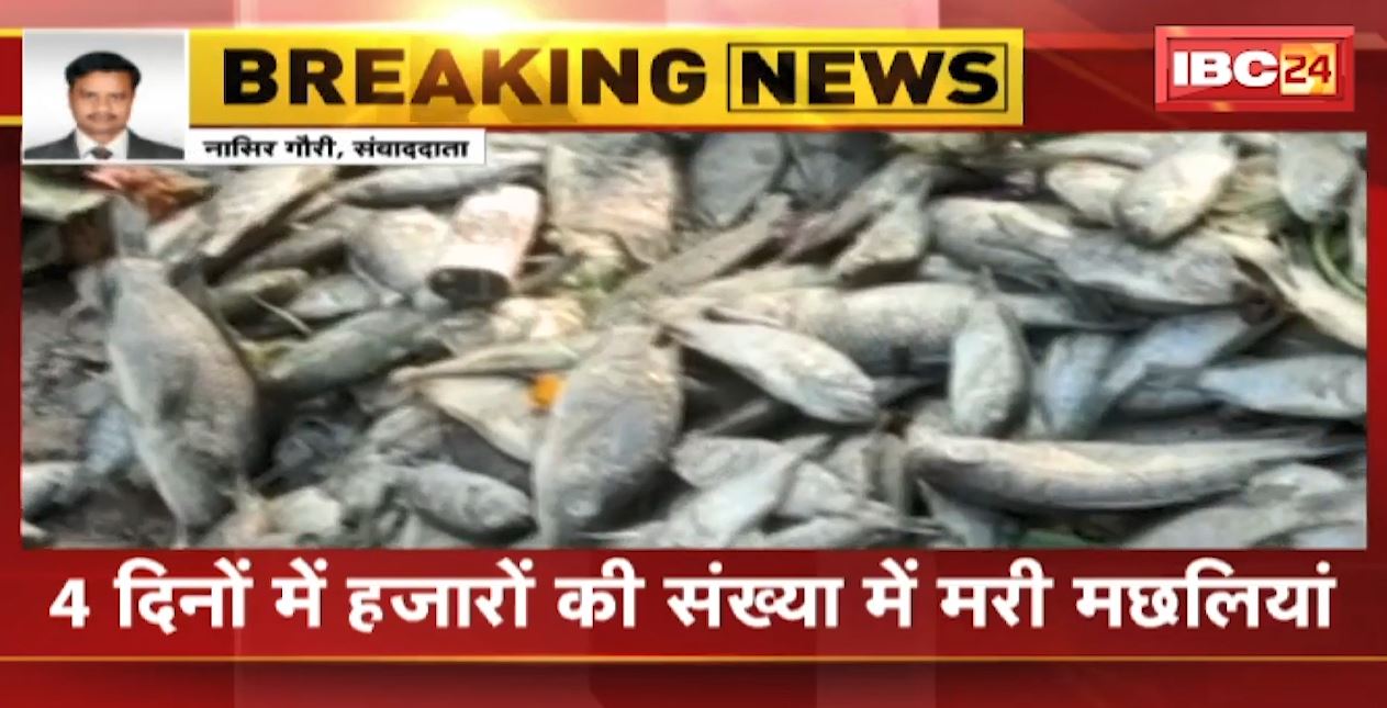 ठंड से लक्ष्मण तलैया के ताल में मर रही मछलियां। 4 दिनों में हजारों की संख्या में मरी मछलियां। निगम की लापरवाही भी आई सामने..