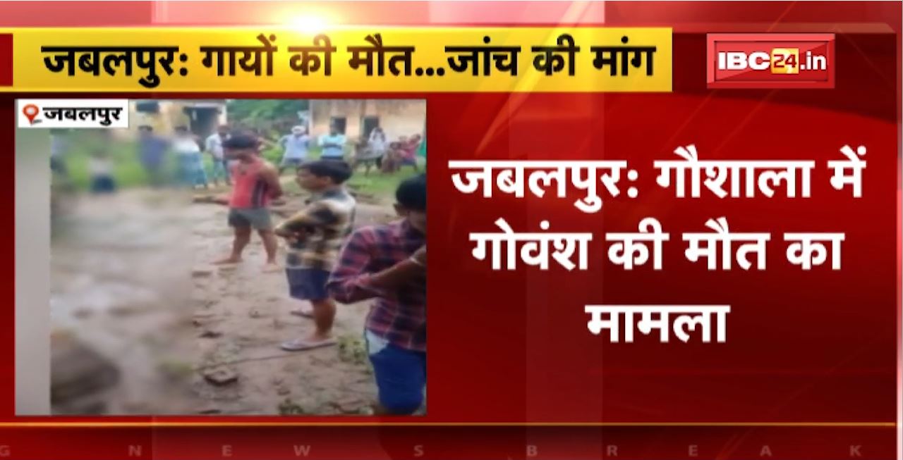 Jabalpur Cow Death Case : गौशाला में गोवंश की मौत का मामला। मामले में उच्च स्तरीय जांच की मांग